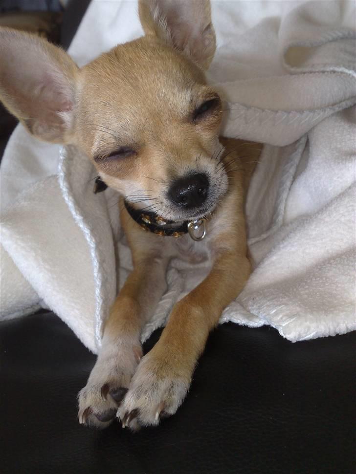 Chihuahua Malou billede 5