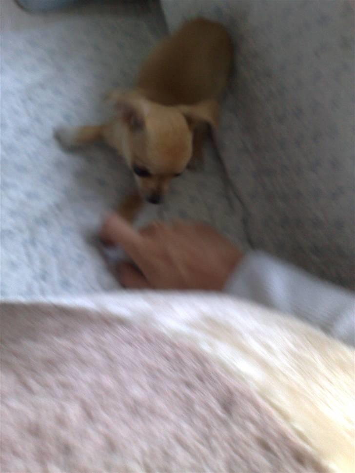 Chihuahua Malou billede 6