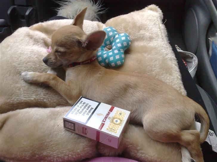 Chihuahua Malou - Vores MEGET optimistiske lille skat :) billede 7