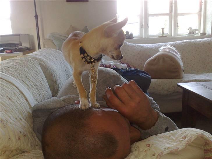 Chihuahua Malou billede 8