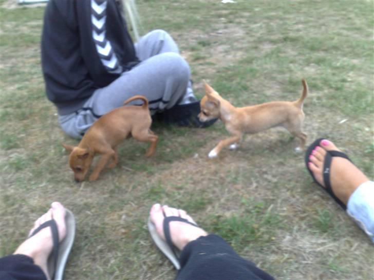 Chihuahua Malou billede 9