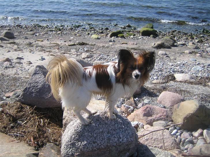 Papillon Kenzo (Gallinas Said) billede 13