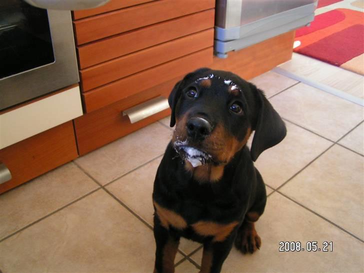 Rottweiler Luna (2008-2008) - der er ikke noget så godt som et sundt morgenmåltid...youghurt.. billede 9