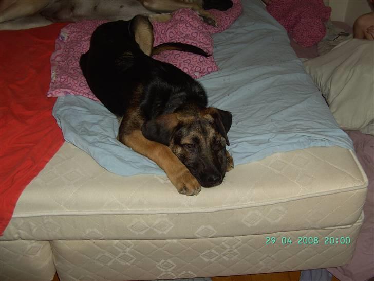 Blanding af racer Enzo R.I.P MIN DRENG - Enzo elsker at ligge i mors og fars seng  billede 6