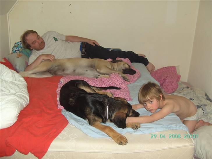 Blanding af racer Enzo R.I.P MIN DRENG - Enzo ligger og hygger sig i vores seng sammen med far, Yasmin og Smukke Lady billede 7