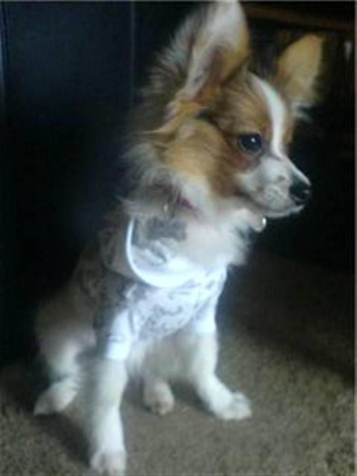 Papillon silke billede 1