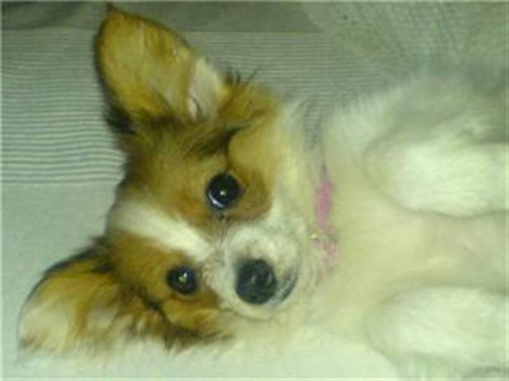 Papillon silke billede 2