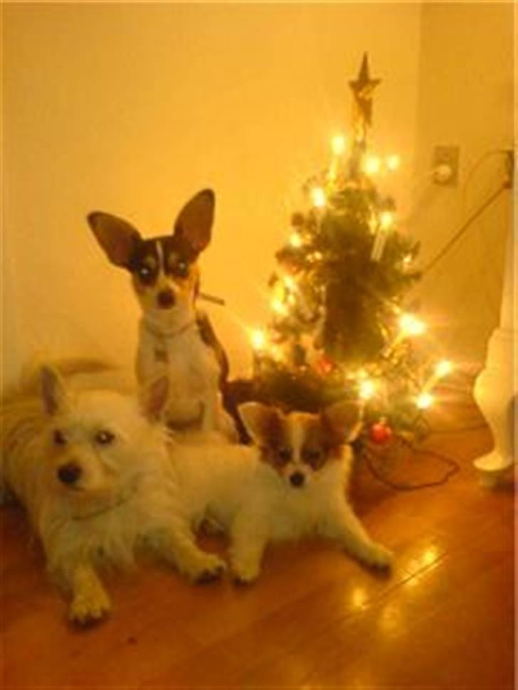 Papillon silke billede 3