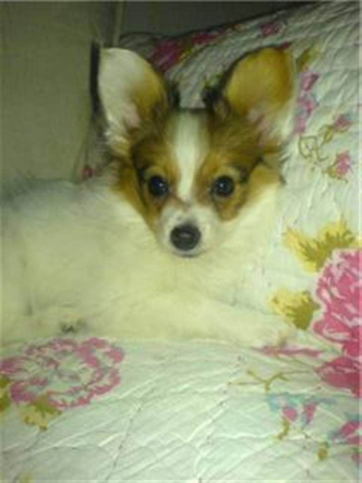 Papillon silke billede 4