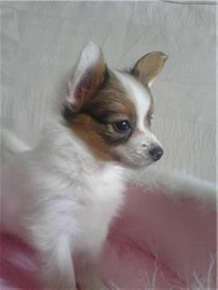 Papillon silke billede 5