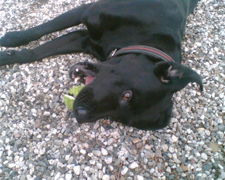 Labrador retriever Charlie billede 2