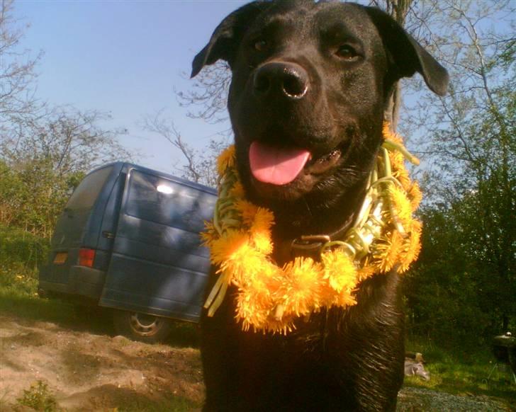 Labrador retriever Charlie billede 3