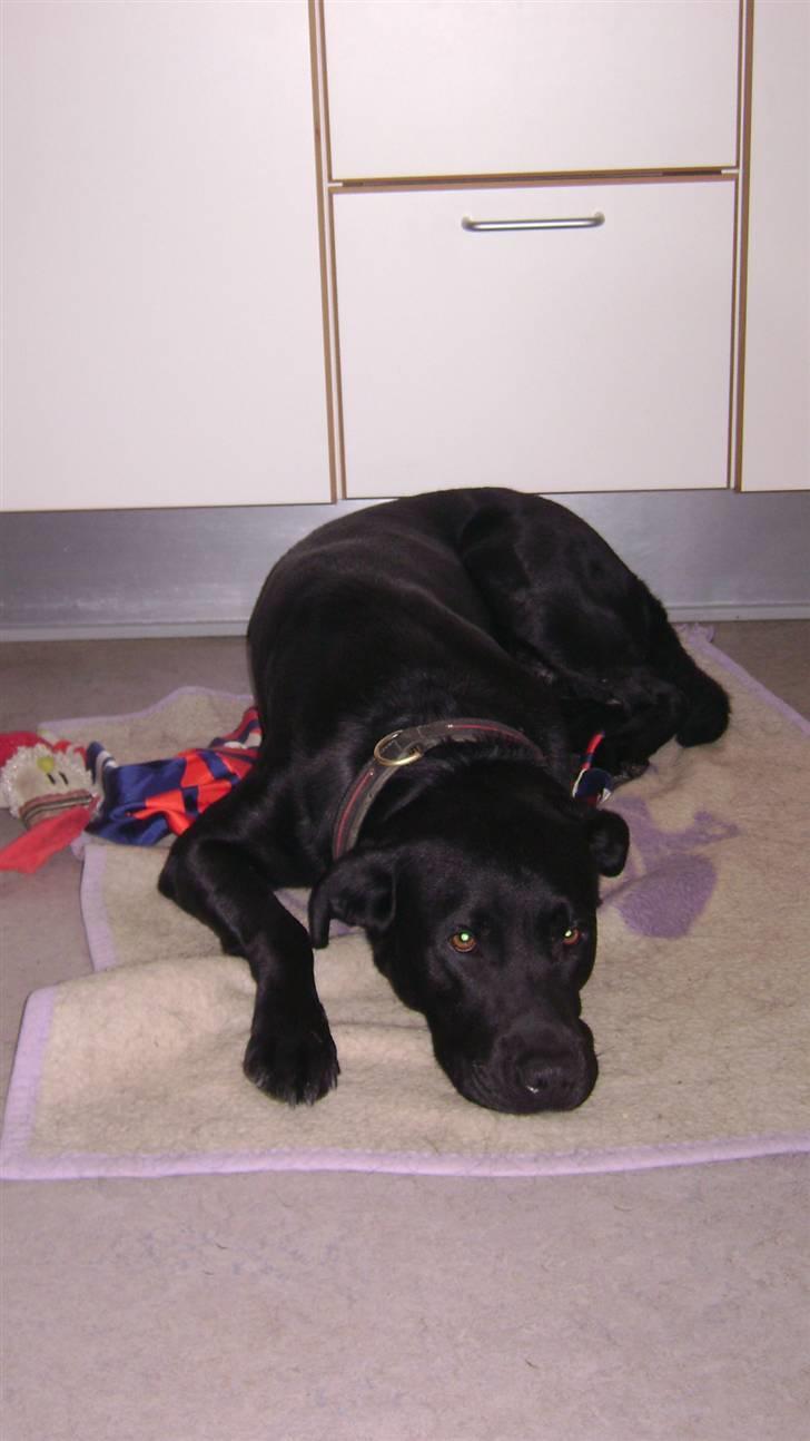 Labrador retriever Charlie billede 4