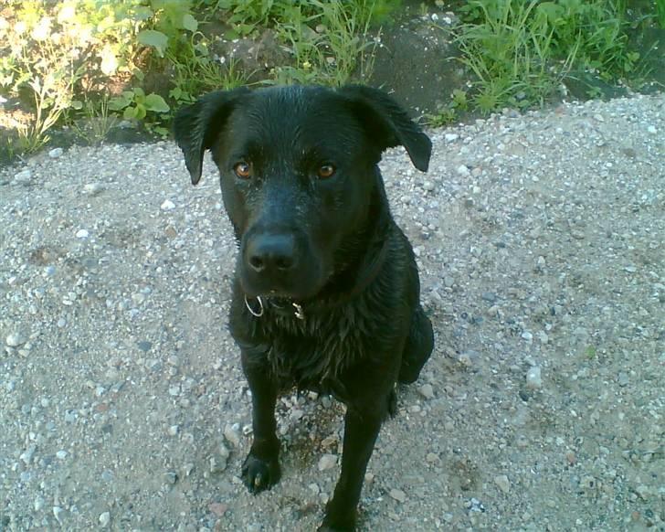 Labrador retriever Charlie billede 5