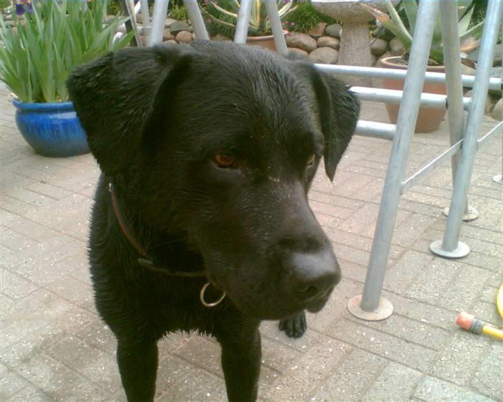 Labrador retriever Charlie billede 6