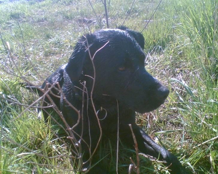 Labrador retriever Charlie billede 7