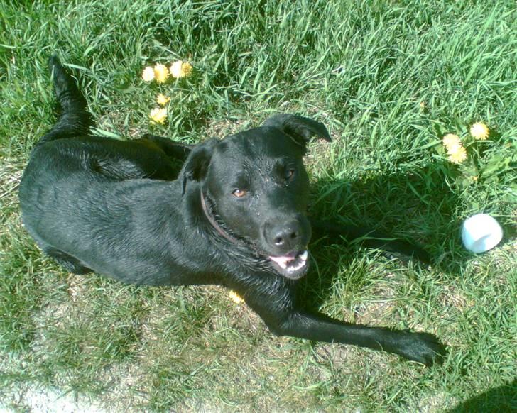 Labrador retriever Charlie billede 8