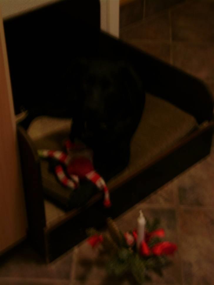 Labrador retriever Charlie billede 9