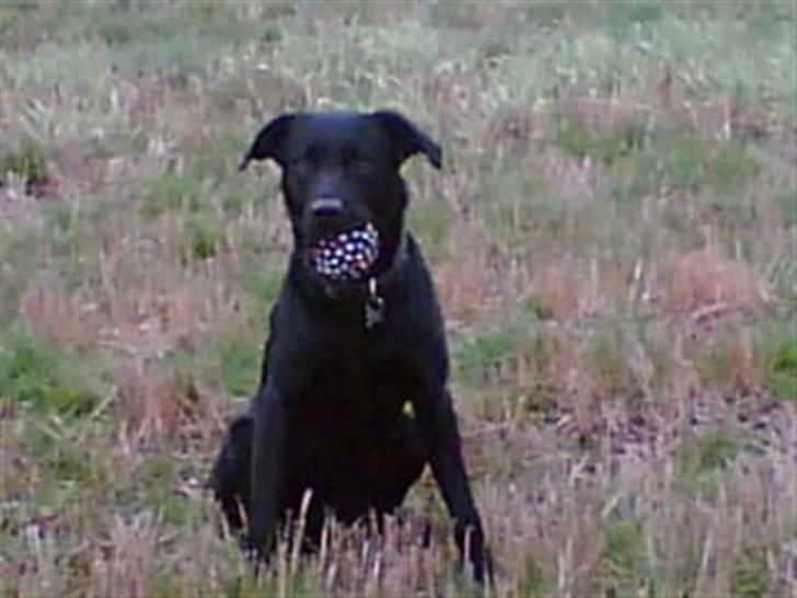 Labrador retriever Charlie billede 10