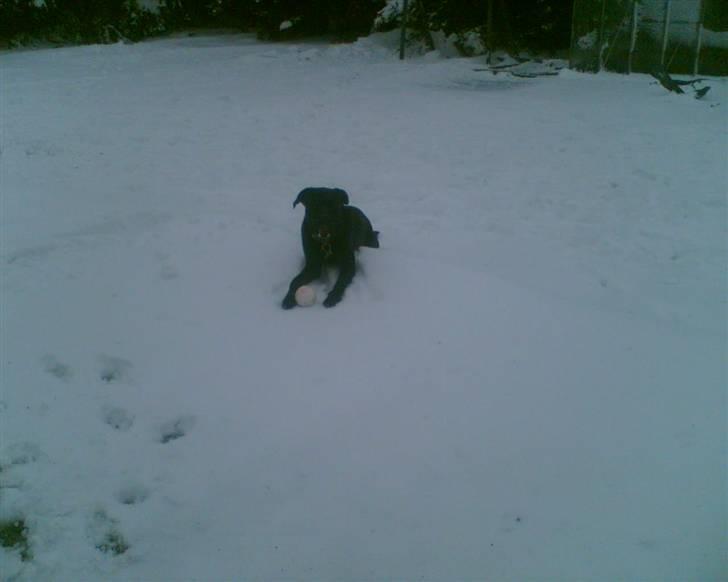 Labrador retriever Charlie billede 11