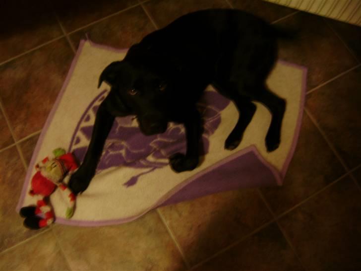 Labrador retriever Charlie billede 12