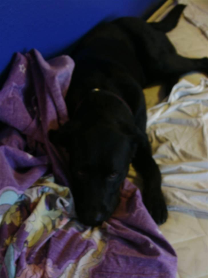 Labrador retriever Charlie billede 13