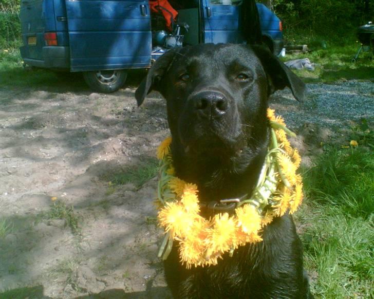 Labrador retriever Charlie billede 14