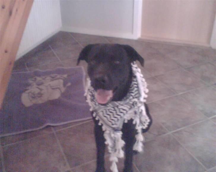 Labrador retriever Charlie billede 15