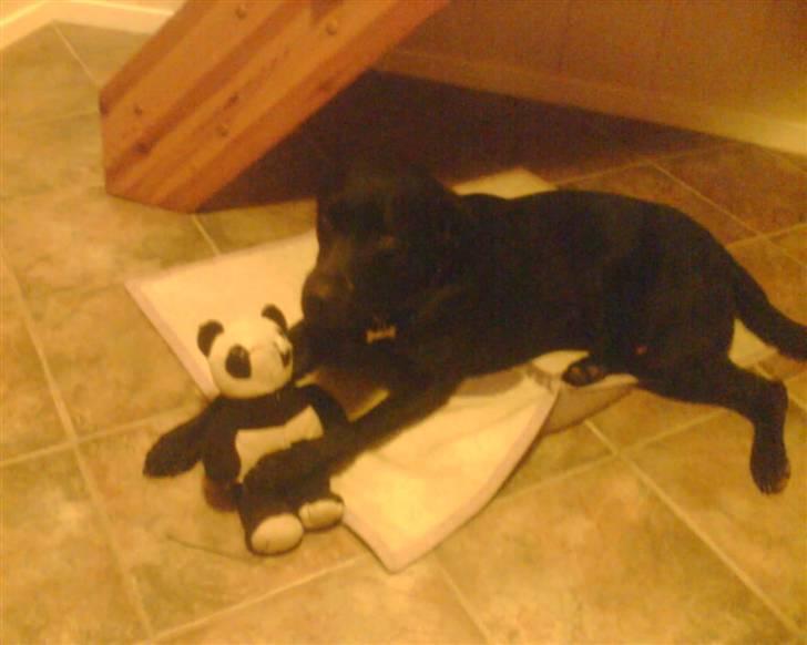 Labrador retriever Charlie billede 16