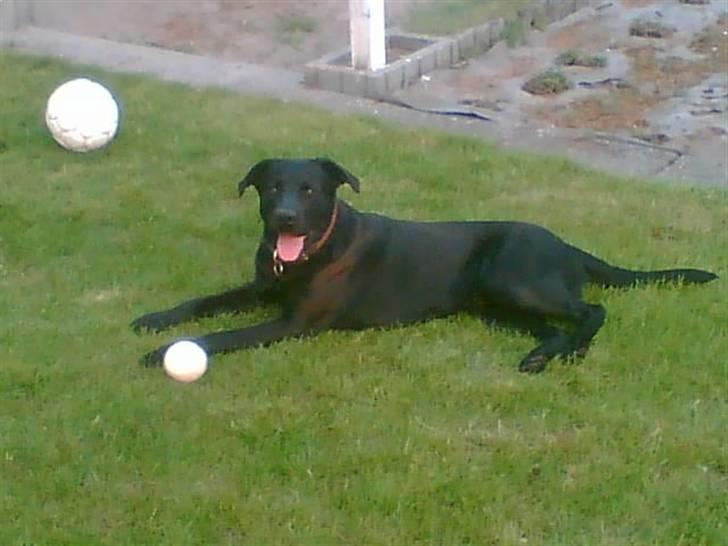 Labrador retriever Charlie billede 17