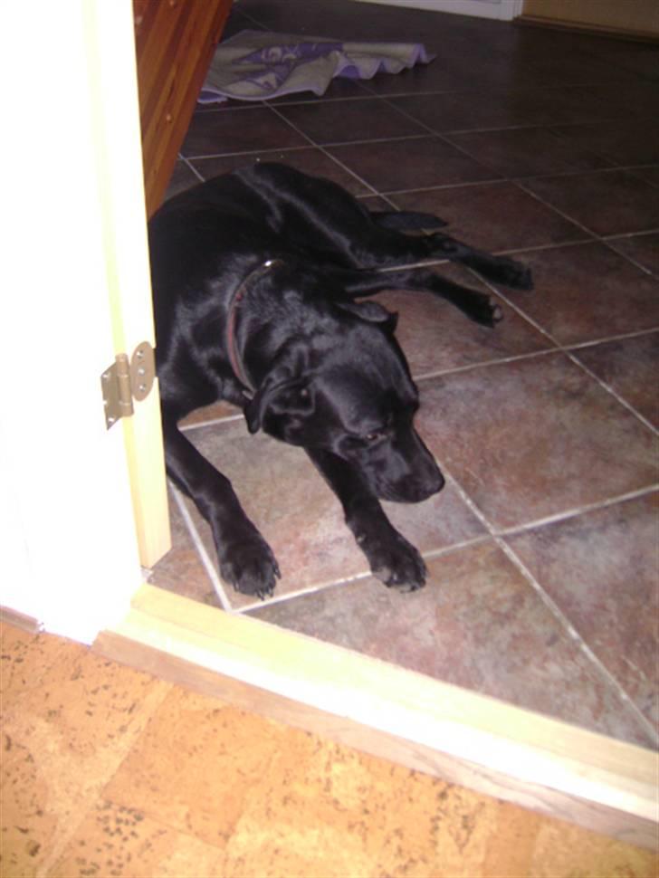 Labrador retriever Charlie billede 18