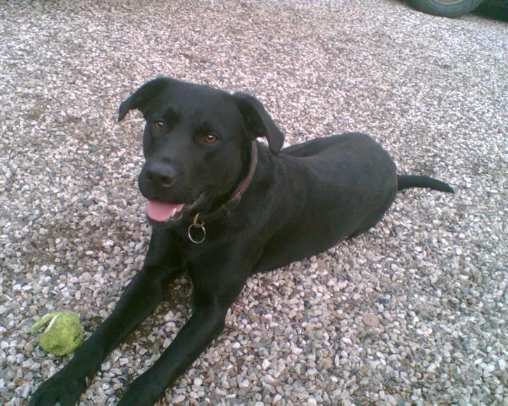 Labrador retriever Charlie billede 19