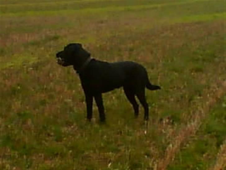 Labrador retriever Charlie billede 20