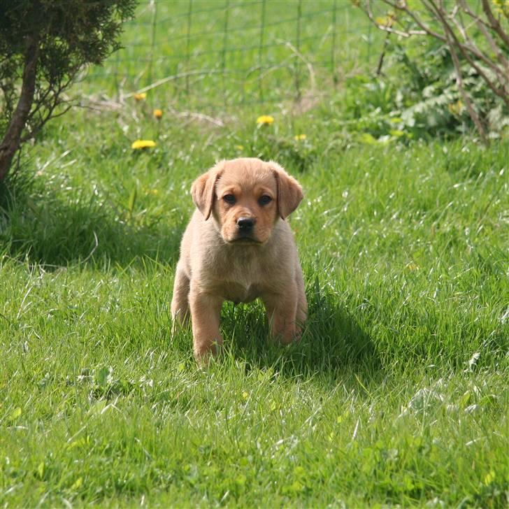 Blanding af racer *Gustav- min bodyguard* - Hej velkommen til min profil - lille Gustav 7 uger tror jeg ;O) (billed fra opdrætter) billede 1