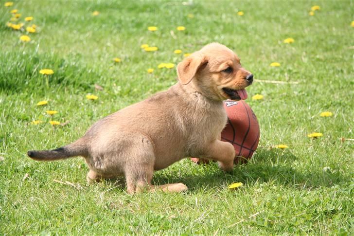 Blanding af racer *Gustav- min bodyguard* - Lille Gustav 7 uger tror jeg ;O) (billed fra opdrætter) billede 2