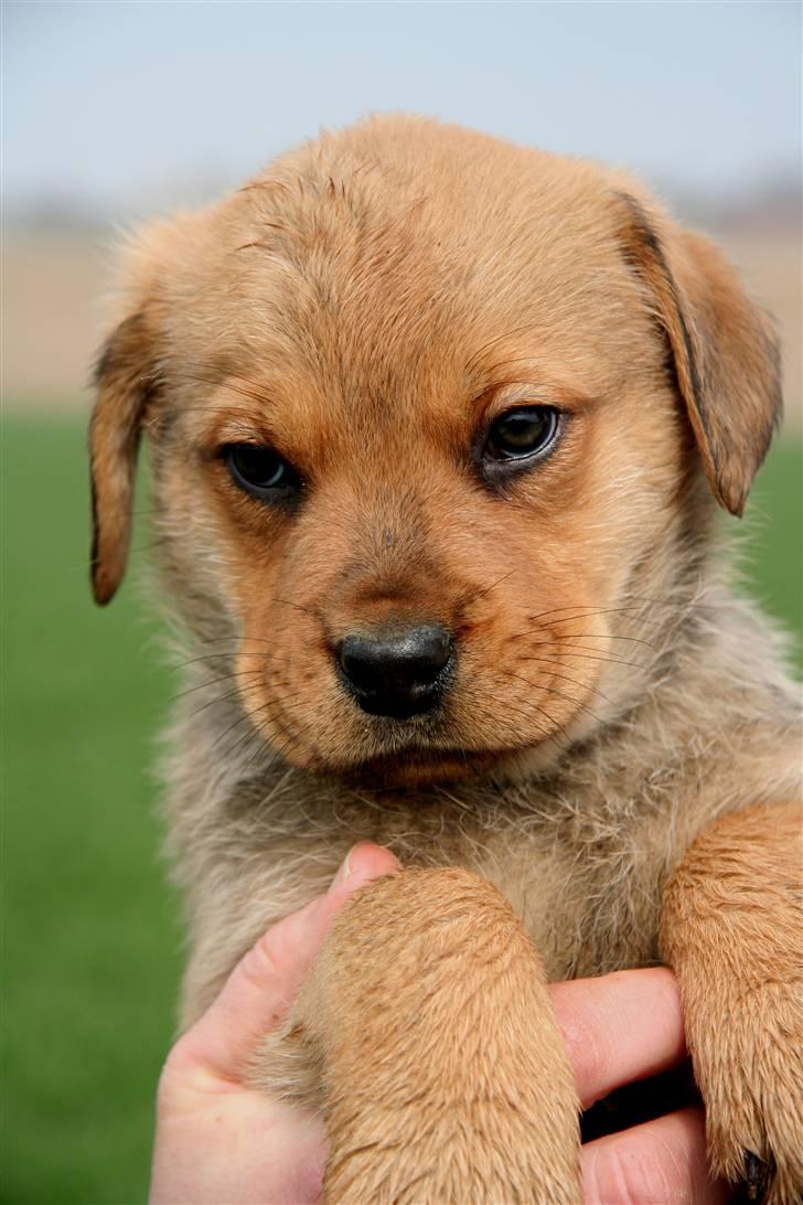 Blanding af racer *Gustav- min bodyguard* - Et Gustav udtryg som stadig forkommer ,han plejer at bruge det når han skal knuse folks hjerter ;O) - lille Gustav 7 uger tror jeg ;O) (billed fra opdrætter) billede 3
