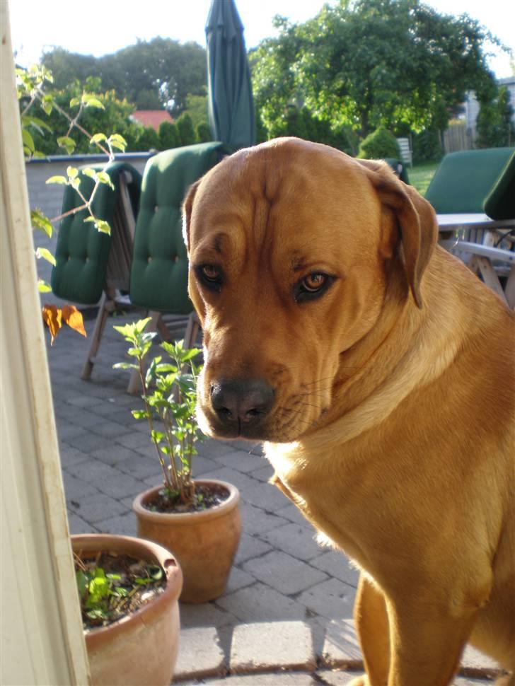 Blanding af racer *Gustav- min bodyguard* - "Gider du godt lad vær med at tag flere billeder nu ,moar????" billede 4