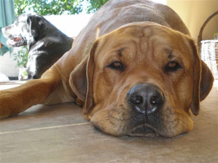 Blanding af racer *Gustav- min bodyguard* - Totaaaaal afslapning :O) billede 5