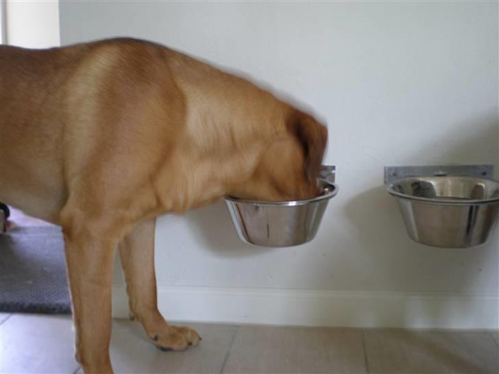 Blanding af racer *Gustav- min bodyguard* - Vores nye hunde bar :O) billede 6