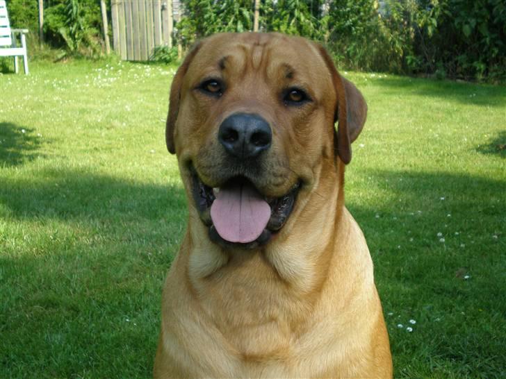 Blanding af racer *Gustav- min bodyguard* - Hva´ såååååå..... billede 7