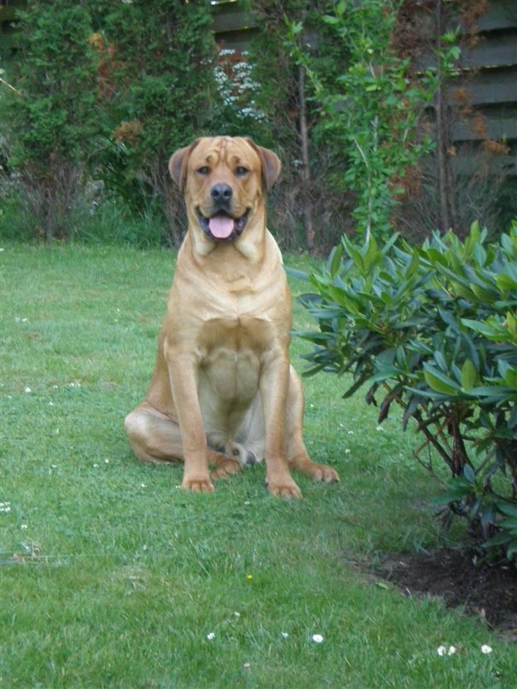 Blanding af racer *Gustav- min bodyguard* - Sidder lige og slapper af :O) billede 8