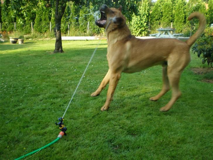 Blanding af racer *Gustav- min bodyguard* - JUBIIIIIIIII...... vandkamp på en varm sommerr dag :O) billede 9