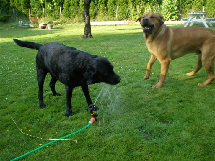 Blanding af racer *Gustav- min bodyguard* - Mere vandkamp billede 10