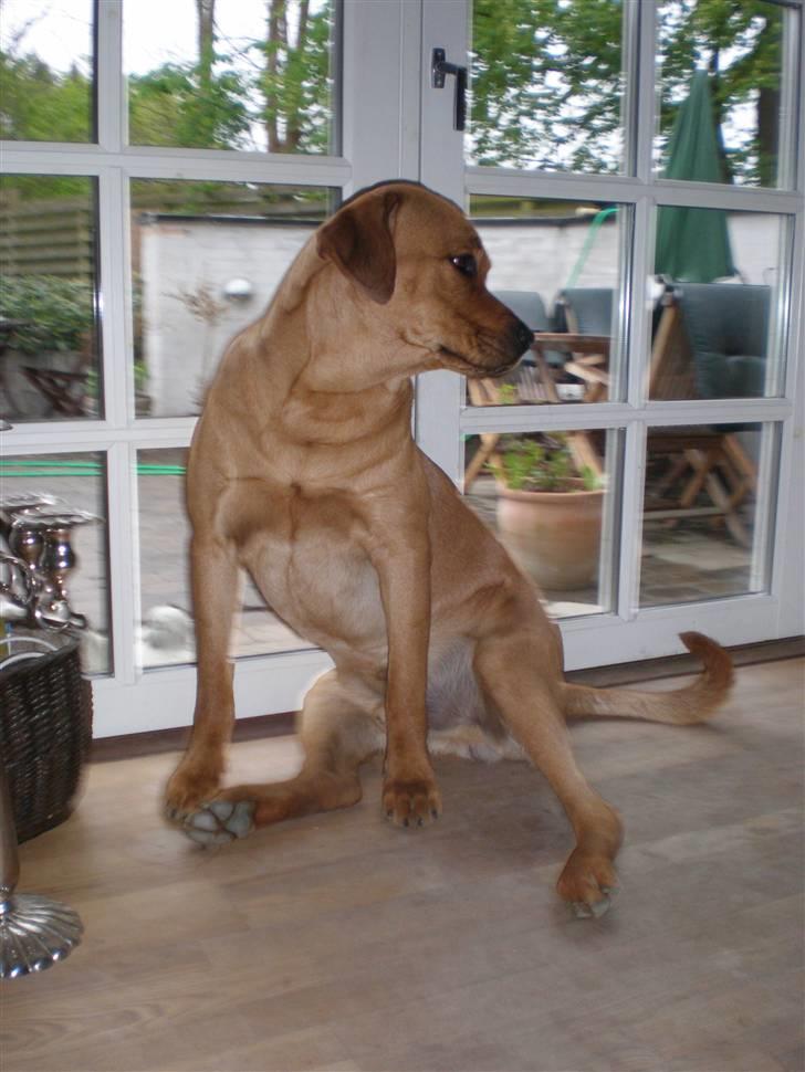 Blanding af racer *Gustav- min bodyguard* - Nååååå ja Gustav - sådan kan man jo osse sidde ;O) billede 11