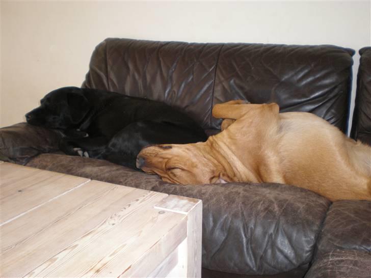 Blanding af racer *Gustav- min bodyguard* - Ligger lige og slapper med bror mand billede 12