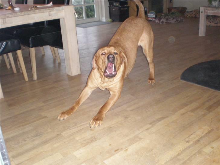 Blanding af racer *Gustav- min bodyguard* - "VOV VOV...... moar...."  billede 13