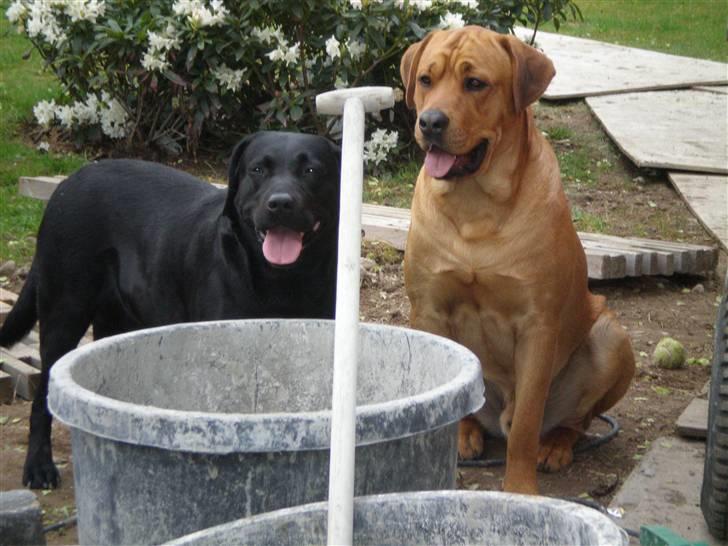 Blanding af racer *Gustav- min bodyguard* - "HVORFOR!!!!! må vi ikke være med til at lave terrasse?????????? billede 14