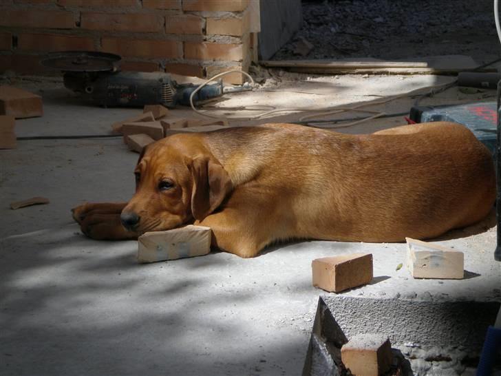 Blanding af racer *Gustav- min bodyguard* - Gustav ligger lige og holder øje med at far laver det nye badeværelse ordenligt :) ca 5 mrd. billede 15