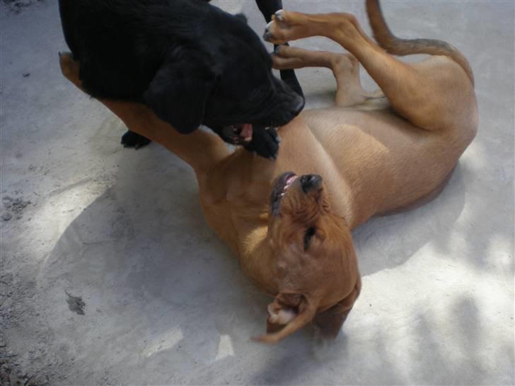 Blanding af racer *Gustav- min bodyguard* - Gustav har drillet Oscar længe og nu har Oscar fået nok. Så må lille bror ned og ligge... ca. 5 mdr. billede 16