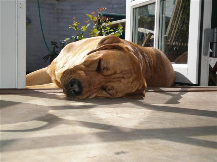 Blanding af racer *Gustav- min bodyguard* - zzzzzzzzzzzzzzzzzzzzzzzzzzzzzzzzzzzzzzz............................... billede 17